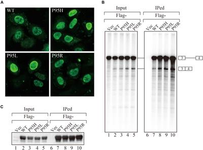 Myelodysplastic Syndrome-Associated SRSF2 Mutations Cause Splicing Changes by Altering Binding Motif Sequences